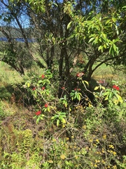 Solanum giganteum