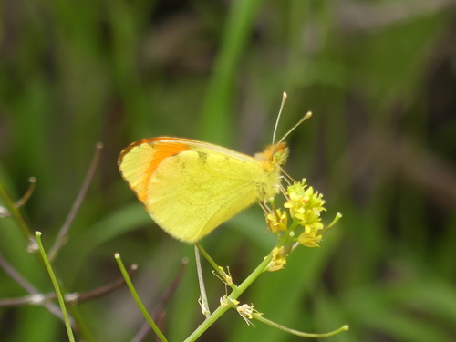 Moroccan Orange-tip
