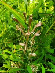 Platanthera psycodes