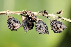 Orbexilum onobrychis