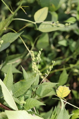 Orbexilum onobrychis