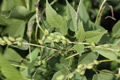 Orbexilum onobrychis