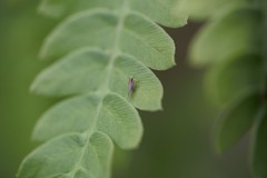 Muellerianella laminalis