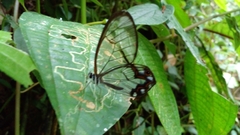 Pseudohaetera hypaesia