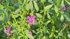 Medicago sativa