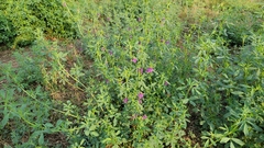 Medicago sativa