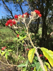 Solanum giganteum