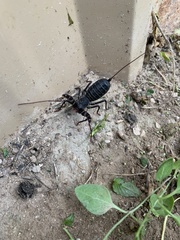 Mastigoproctus giganteus