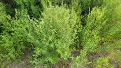 Apocynum cannabinum