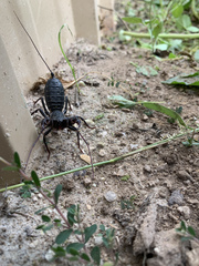 Mastigoproctus giganteus