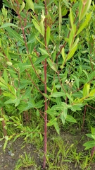 Apocynum cannabinum