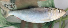 Alosa sapidissima