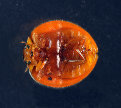 Epilachna pseudorealis