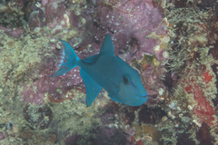 Odonus niger