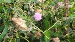 Cirsium arvense