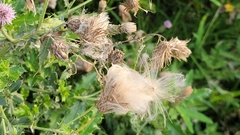 Cirsium arvense
