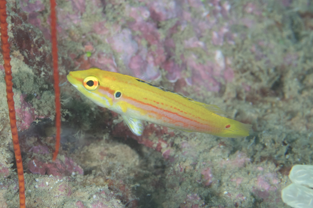 Twospot hogfish (Bodianus bimaculatus) — Labridae