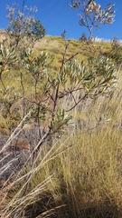 Grevillea refracta glandulifera