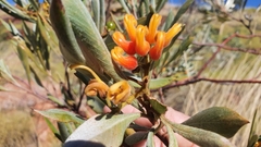 Grevillea refracta glandulifera