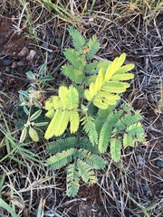 Acaciella
