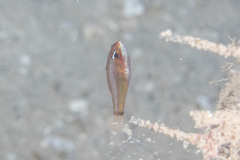 Bluestripe Dwarfgoby photo 4