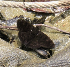Nisoniades