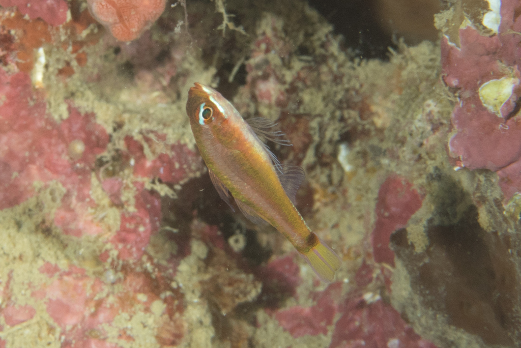 Step-Spot Pygmygoby