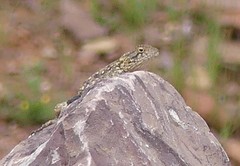 Agama bibronii