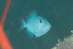 Odonus niger