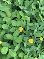 Arachis glabrata