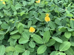 Arachis glabrata