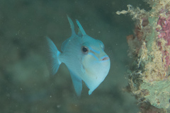 Odonus niger