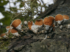 Nephroma antarcticum