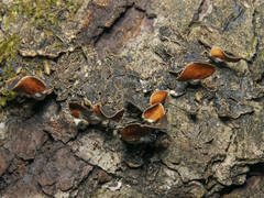 Nephroma antarcticum