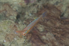 Paracheilinus filamentosus