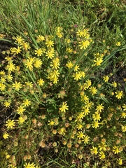 Blennosperma nanum