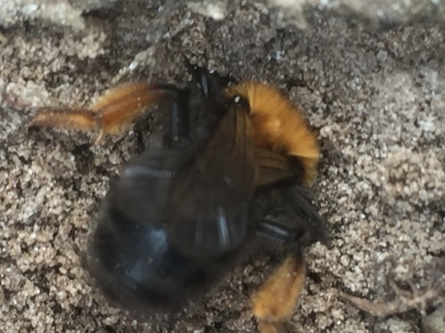Clark's Mining Bee, Kniphorstbosch, Anloo, Drenthe, NL, photo 8 of 10