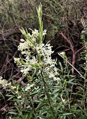 Grevillea pilulifera