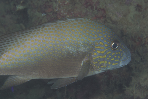 Australian slatey (Diagramma pictum) — Haemulidae — 3
