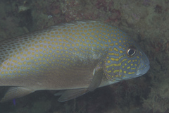 Plectorhinchinae