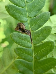 Chirosia filicis