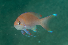 Pseudanthias pleurotaenia