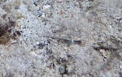 Coryphopterus dicrus