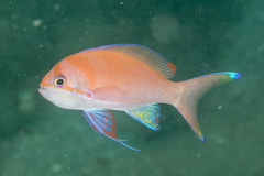 Pseudanthias pleurotaenia