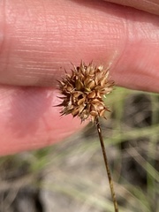 Juncus filipendulus