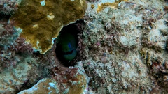 Gymnothorax undulatus