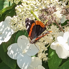 Vanessa atalanta