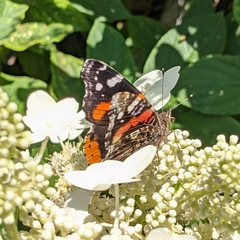 Vanessa atalanta