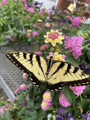 Papilio canadensis × glaucus