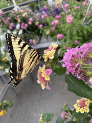 Papilio canadensis × glaucus